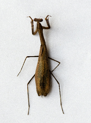  ( - FJS009)  @11 [ ] CreativeCommons-Attribution Share-Alike (2023) Zhi-jun Zhou Hebei University, Museum