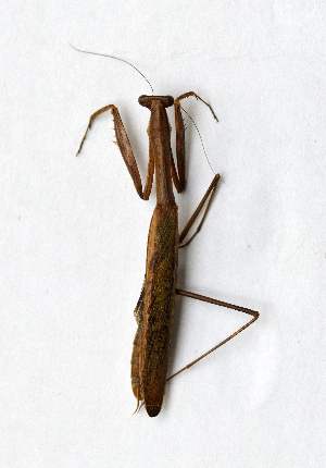  ( - MG089)  @11 [ ] CreativeCommons-Attribution Share-Alike (2023) Zhi-jun Zhou Hebei University, Museum