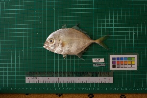  ( - DBMF-M464)  @11 [ ] Unspecified (default): All Rights Reserved  Unspecified Unspecified