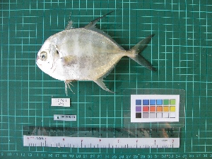  (Atropus armatus - DBMF-M152)  @14 [ ] Unspecified (default): All Rights Reserved  Unspecified Unspecified
