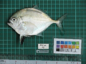  (Atropus atropos - DBMF-M385)  @15 [ ] Unspecified (default): All Rights Reserved  Unspecified Unspecified