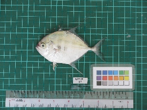  ( - DBMF-M532)  @13 [ ] Unspecified (default): All Rights Reserved  Unspecified Unspecified