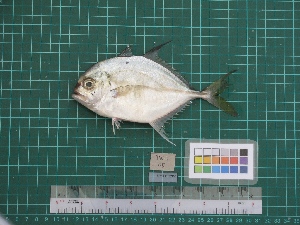 ( - DBMF-M717)  @13 [ ] Unspecified (default): All Rights Reserved  Unspecified Unspecified