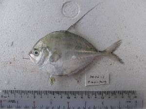  (Atropus mentalis - DBMF-M41)  @14 [ ] Unspecified (default): All Rights Reserved  Unspecified Unspecified