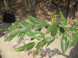  (Lagerstroemia parviflora - JPTRM-100)  @11 [ ] Copyright (2013) PHCDBS Paul Hebert Centre for DNA Barcoding and Biodiversity Studies