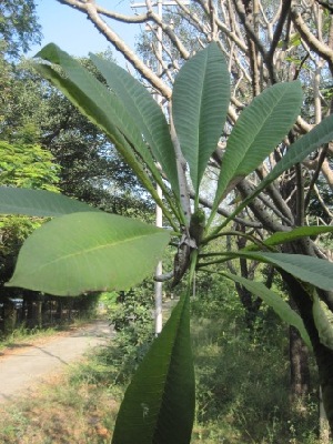  (Plumeria rubra L - TEP-43)  @11 [ ] Copyright (2013) PHCDBS Paul Hebert Centre for DNA Barcoding and Biodiversity Studies