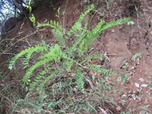  (Sophora microphylla - TEP-07)  @11 [ ] Copyright (2013) PHCDBS Paul Hebert Centre for DNA Barcoding and Biodiversity Studies