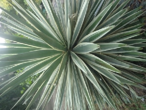  (Agave angustifolia - AP5.1)  @11 [ ] Copyright (2014) PHCDBS Paul Hebert Centre For DNA Barcoding And Biodiversity Studies