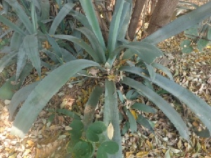  (Agave vera-cruz - MP354)  @11 [ ] Copyright (2014) PHCDBS Paul Hebert Centre for DNA Barcoding and Biodiversity Studies