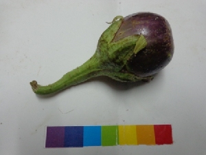  (Solanum melongena (L. - MP827)  @11 [ ] Copyright (2013) PHCDBS Paul Hebert Centre for DNA Barcoding and Biodiversity Studies