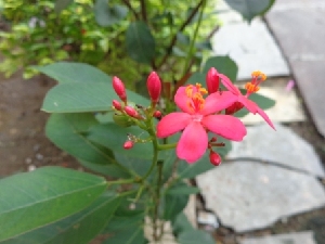  (Jatropha costaricensis - MP854.1)  @11 [ ] Copyright (2013) PHCDBS Paul Hebert Centre for DNA Barcoding and Biodiversity Studies