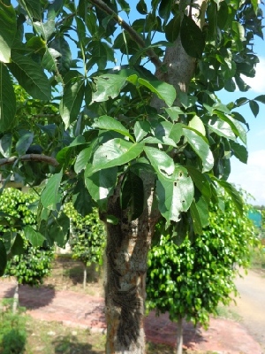  (Tabebuia rosea - MP931)  @11 [ ] Copyright (2013) PHCDBS Paul Hebert Centre for DNA Barcoding and Biodiversity Studies