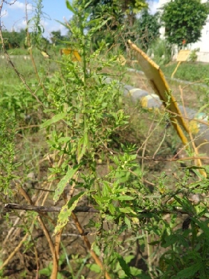  (Chenopodium ambrosioides - MP942)  @11 [ ] Copyright (2013) PHCDBS Paul Hebert Centre for DNA Barcoding and Biodiversity Studies