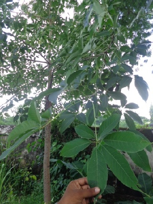  (Bombax ceiba - MP1017)  @11 [ ] Copyright (2013) PHCDBS Paul Hebert Centre for DNA Barcoding and Biodiversity Studies