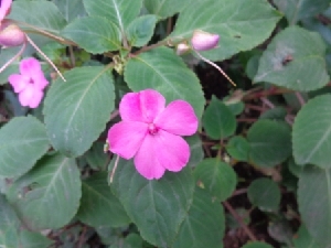  ( - MP1110)  @11 [ ] Copyright (2013) PHCDBS Paul Hebert Centre for DNA Barcoding and Biodiversity Studies