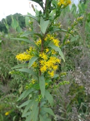  (Solidago rigida - MP1206)  @11 [ ] Copyright (2013) PHCDBS Paul Hebert Centre for DNA Barcoding and Biodiversity Studies