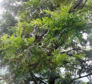  ( - MP5288)  @11 [ ] Copyright (2015) G D Khedkar Paul Hebert Centre For DNA Barcoding And Biodiversity Studies