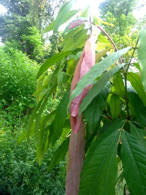  ( - MP5295)  @11 [ ] Copyright (2015) G D Khedkar Paul Hebert Centre For DNA Barcoding And Biodiversity Studies