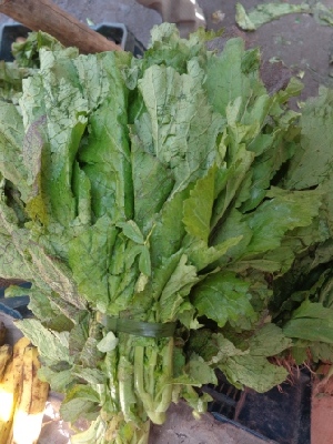  (Brassica rapa - MP1495)  @11 [ ] Copyright (2013) PHCDBS Paul Hebert Centre for DNA Barcoding and Biodiversity Studies