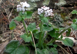  (Valeriana jatamansi - MP5729)  @11 [ ] Copyright (2015) G D Khedkar Paul Hebert Centre For DNA Barcoding And Biodiversity Studies