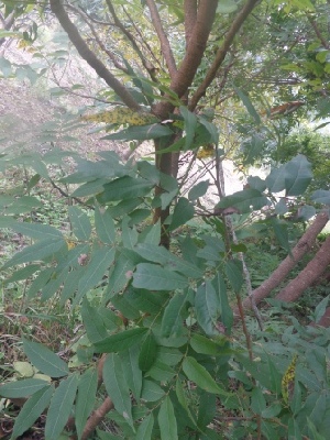  (Rhus chinensis - MP1609)  @11 [ ] Copyright (2013) PHCDBS Paul Hebert Centre for DNA Barcoding and Biodiversity Studies