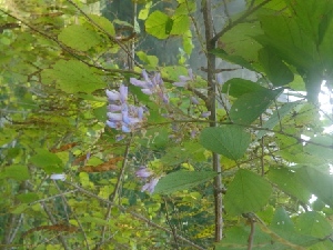  (Desmodium purpusii - MP1611)  @11 [ ] Copyright (2013) PHCDBS Paul Hebert Centre for DNA Barcoding and Biodiversity Studies