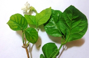  (Jasminum sambac - MP2822)  @11 [ ] Copyright (2014) PHCDBS Paul Hebert Centre For DNA Barcoding And Biodiversity Studies