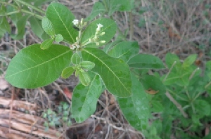  (Rauvolfia tetraphylla - MP3047)  @11 [ ] Copyright (2014) PHCDBS Paul Hebert Centre For DNA Barcoding And Biodiversity Studies