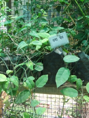  ( - BU262)  @11 [ ] Copyright (2014) PHCDBS Paul Hebert Centre For DNA Barcoding And Biodiversity Studies
