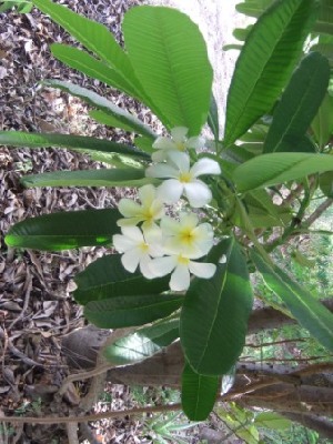  (Plumeria acutifolia - MP229)  @11 [ ] Copyright (2013) PHCDBS Paul Hebert Centre for DNA Barcoding and Biodiversity Studies