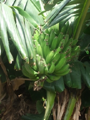  ( - BU301)  @11 [ ] Copyright (2014) PHCDBS Paul Hebert Centre For DNA Barcoding And Biodiversity Studies