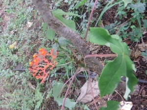  (Jatropha podagrica - MP237)  @11 [ ] Copyright (2013) PHCDBS Paul Hebert Centre for DNA Barcoding and Biodiversity Studies