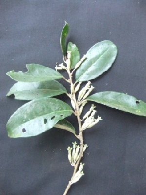  (Elaeagnus latifolia - MP222)  @11 [ ] Copyright (2014) PHCDBS Paul Hebert Centre fo DNA Barcoding And Biodiversity Studise