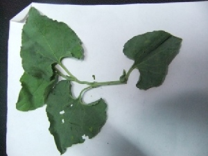  ( - MP409)  @11 [ ] Copyright (2013) PHCDBS Paul Hebert Centre for DNA Barcoding and Biodiversity Studies