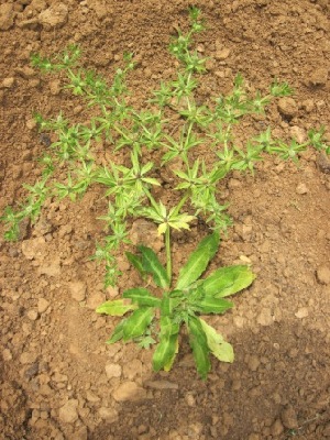  (Eryngium foetidum - TMPA93)  @11 [ ] Copyright (2013) PHCDBS Paul Hebert Centre for DNA Barcoding and Biodiversity Studies