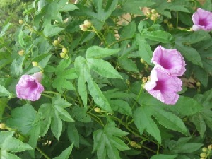  (Jasminum officinale - TMPA115)  @11 [ ] Copyright (2014) PHCDBS PAUL HEBERT CENTRE FOR DNA BARCODING AND BIODIVERSITY STUDIES