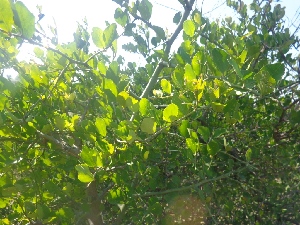  (Capparis sepiaria - JPTRM-41)  @11 [ ] Copyright (2017) Dr. G. D. Khedkar Paul Hebert Centre For DNA Barcoding And Biodiversity Studies