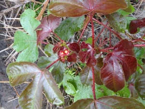  (Jatropha gossypifolia - MP363)  @11 [ ] Copyright (2014) PHCDBS Paul Hebert Centre for DNA Barcoding and Biodiversity Studies