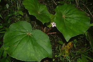  (Begonia floccifera - WBGA 1)  @11 [ ] Copyright (2016) RHT Rapinat Herbarium and Centre for Molecular Systematics