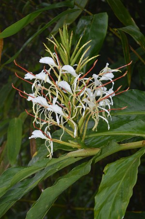  (Hedychium matthewii - WHDM 1)  @11 [ ] Copyright (2016) RHT Rapinat Herbarium and Centre for Molecular Systematics