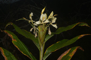  ( - WHDM 11)  @11 [ ] Copyright (2016) RHT Rapinat Herbarium and Centre for Molecular Systematics