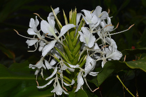  ( - WHDM 14)  @11 [ ] Copyright (2016) RHT Rapinat Herbarium and Centre for Molecular Systematics