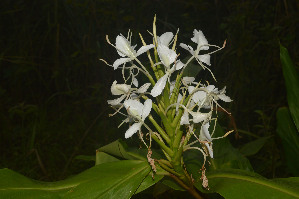  (Hedychium forrestii - WHDM 15)  @11 [ ] Copyright (2016) RHT Rapinat Herbarium and Centre for Molecular Systematics