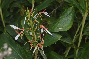  ( - WHDM 19)  @11 [ ] Copyright (2016) RHT Rapinat Herbarium and Centre for Molecular Systematics