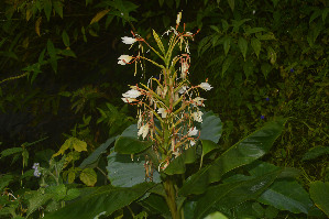  (Hedychium venustum - WHDM 25)  @11 [ ] Copyright (2016) RHT Rapinat Herbarium and Centre for Molecular Systematics