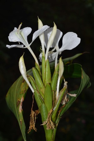  ( - WHDm 4)  @11 [ ] Copyright (2016) RHT Rapinat Herbarium and Centre for Molecular Systematics