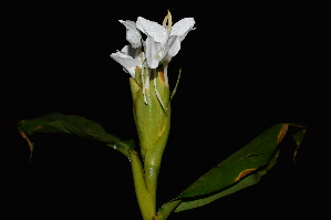  ( - WHDM 5)  @11 [ ] Copyright (2016) RHT Rapinat Herbarium and Centre for Molecular Systematics