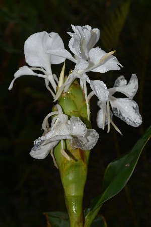  ( - WHDM 7)  @11 [ ] Copyright (2016) RHT Rapinat Herbarium and Centre for Molecular Systematics
