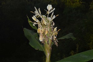  (Hedychium sp - WHDM 9)  @11 [ ] Copyright (2016) RHT Rapinat Herbarium and Centre for Molecular Systematics