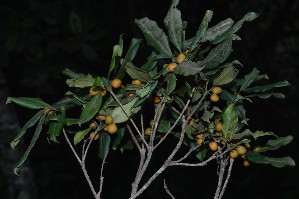  ( - WPTM 3)  @11 [ ] Copyright (2016) RHT Rapinat Herbarium and Centre for Molecular Systematics
